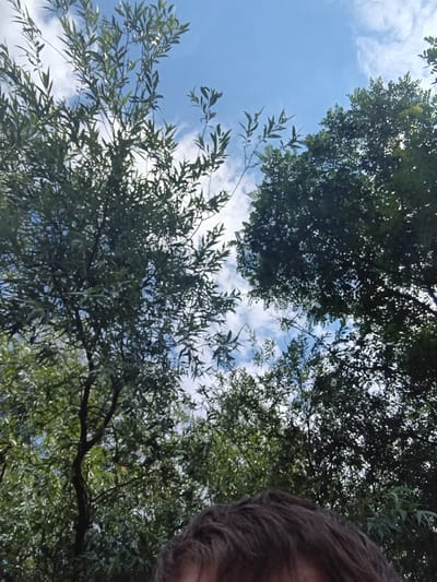 An outdoor, low-angle shot looking up at trees and the sky. The left side of the image is dominated by a large tree with thin, wispy leaves against a blue sky with white clouds. To the right, a denser tree with dark green foliage partially obscures the sky. In the foreground, at the bottom center of the image, a person's dark, wavy hair is visible. The image appears to have been taken on a sunny day. The scene is likely in a park or natural area within the city of Leipzig, Germany, given the presence of mature trees and open sky, common features of Leipzig's numerous green spaces.