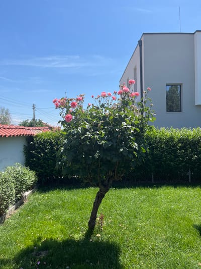 The image depicts a sunny outdoor scene in Voysil, Bulgaria. In the foreground, a rose bush with numerous pink blooms stands prominently in a well-maintained green lawn. Behind the rose bush, a trimmed green hedge forms a backdrop. To the left, a white wall with a red tiled roof is visible, with power lines and a utility pole in the distance. To the right, a modern, light-colored building with a dark-framed window dominates the upper right portion of the frame. The sky is clear blue with some wispy white clouds. The scene appears to be a residential backyard.