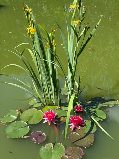 The image shows a pond with water lilies and yellow irises. The pond is located in the city of Nevzorovo, Russia. The water is green and reflects the surrounding trees. There are several lily pads floating on the surface of the water, as well as two pink water lilies in bloom. There are also several yellow irises growing in the pond, with tall green stalks and yellow flowers. The image was taken on a sunny day, and the lighting is bright and natural.