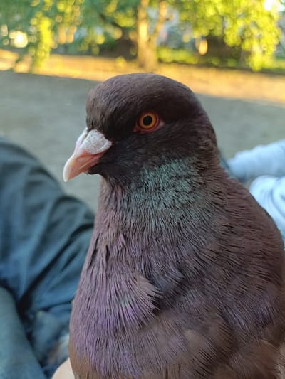 A close-up, medium shot photograph features a brown pigeon being held outdoors, likely in the city of Ciechanowiec, Poland, given the context. The pigeon is facing left, with its head and upper body filling most of the frame. Its eye is a vibrant orange with a dark pupil. The bird's beak is light pink with a white cere. The plumage is predominantly dark brown with iridescent green and purple highlights on the neck and chest. The background is blurred, showing green foliage with soft yellow bokeh lights, suggesting dappled sunlight filtering through trees. Two individuals are partially visible; one person's dark-colored sleeve is on the left side of the frame, and another person's lighter-colored garment is visible on the right. The ground appears to be a dirt or gravel surface. The image is captured from a slightly low angle.