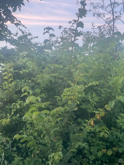 The image captures a dense cluster of green foliage, predominantly leaves and branches, filling most of the frame. The leaves are varied in shape and size, with some appearing serrated and others more rounded. The lighting suggests it is either early morning or late evening, with a soft, diffused light. To the left of the image, the sky is visible, exhibiting a pale blue color with streaks of pink and white, characteristic of twilight. Delicate, feathery branches of another plant are silhouetted against this sky. The overall impression is one of natural abundance and tranquility. There are no people or distinct objects visible, and the scene is dominated by the organic forms of the vegetation. The location context is Bârnova, Romania.