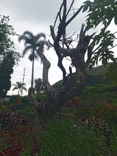 This outdoor photograph depicts a lush, verdant landscape dominated by trees under an overcast sky. The central subject is a large, gnarled tree trunk in the mid-ground, featuring a textured, dark bark heavily marked with lichen or moss. Its branches are mostly bare, broken, or cut, giving it an ancient, weathered appearance.
Behind this prominent tree, several palm trees rise, including a tall, slender one with a full crown of fronds, and another smaller one further back. To the right, large, distinctively lobed green leaves, possibly from a papaya plant, frame the scene. The foreground is dense with vegetation, including vibrant green grass and clusters of plants with dark red and maroon foliage.
In the background, rolling hills covered in dense green trees and shrubs extend towards the horizon, indicating a hilly or mountainous terrain typical of the Baza region in Myanmar. A utility pole with wires is visible behind the main palm tree, suggesting human settlement nearby. The sky is uniformly gray and cloudy, diffusing the light and creating an atmospheric, tranquil mood. No explicit human or animal activity is depicted, and no text is visible in the frame. The scene evokes a sense of wild, tropical beauty.