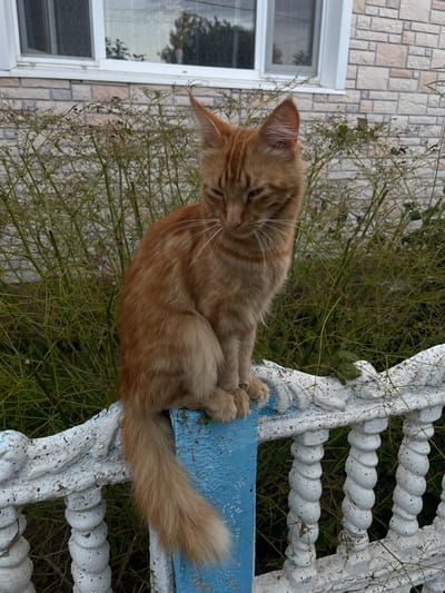 An orange tabby cat with green eyes is perched on a blue and white decorative fence in front of a brick building. The cat is looking down and to the right. The fence is made of concrete with a textured, rope-like design on the white sections and a solid blue post in the center. Behind the fence, there is a dense growth of dry, green bushes. The building has a white trim around a window and light-colored bricks. The scene appears to be outdoors, possibly in a yard or garden. The location is identified as Perevoznoye, Russia.