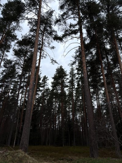 The image depicts a forest scene in Glubokoe, Russia. Tall, slender pine trees dominate the frame, their dark trunks rising vertically. The viewer is looking upwards, with the tree canopies filling the top portion of the image and obscuring most of the sky, which appears gray and overcast. Patches of green grass and undergrowth are visible on the right-hand side of the frame, suggesting the edge of the forest. The trees are densely packed, creating a sense of depth and enclosure.