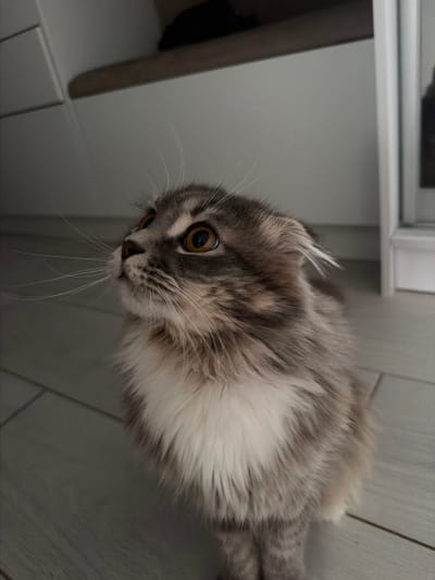A fluffy, grey and white cat with large, amber eyes is looking upwards, its ears slightly back. The cat has long, white whiskers and a white chest. It is sitting on a light-colored, tiled floor. In the background, there is a white cabinet and a blurred section of what appears to be a window frame. The lighting is dim, creating shadows. There is no visible indication of the city of Vovchynets, Ukraine, or any specific location within it. The image focuses solely on the cat and its immediate surroundings.