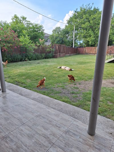 The image depicts an outdoor scene in Zeda Sazano, Georgia. The foreground is dominated by a modern tiled patio and a large grey pipe, suggesting an outdoor living space or a construction. Beyond the patio, a lush green lawn stretches out, bordered by a weathered metal fence. Several chickens are visible on the grass, foraging. One chicken is a reddish-brown color, while another appears to be a mixed breed with white and brown markings, lying down. The background reveals a dense collection of trees, some with vibrant green leaves and others with clusters of pink flowers, indicating a temperate season, likely spring or summer. A residential building with a grey roof is partially visible behind the foliage. The sky is bright blue with scattered white clouds, implying a sunny day. The perspective of the photo is angled, possibly taken from a higher vantage point or with the camera held in a tilted position. The overall impression is one of a rural or suburban residential yard, peaceful and natural, with domestic animals present. There is no visible text in the image.