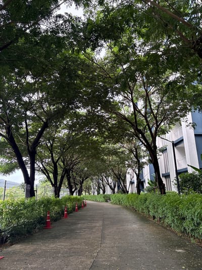 A paved pathway lined with trees and hedges leads through a residential area. The pathway curves to the right, with a row of orange traffic cones placed along the edge of the greenery. To the right of the pathway, a modern building with blue and white facades, balconies, and white shutters is visible. To the left, a metal fence runs along the property line, beyond which more trees and foliage can be seen. The sky is overcast. The image was taken in Sakhu, Thailand.