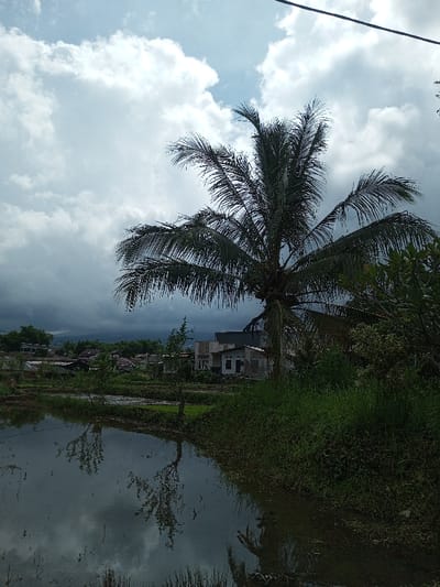 The image depicts an outdoor scene in Cibadak, Indonesia, under an overcast sky with dense cumulus clouds. A tall coconut palm tree, laden with green fronds and visible coconuts, dominates the right mid-ground, extending vertically through the frame. In the lower-left foreground, a body of still, dark water, likely a flooded rice paddy, reflects the cloudy sky, the coconut tree, and smaller surrounding vegetation. The right bank of this water body is densely covered with green grass and foliage. In the middle distance, behind the water and foreground vegetation, several residential buildings are visible, including a prominent light-colored, two-story structure. Further in the background, a cluster of buildings and dense tree lines indicate a developed area, with distant hills or mountains visible beneath darker clouds on the horizon. A faint power line is present at the upper edge of the frame. No individuals, specific actions, or interactions are visible.