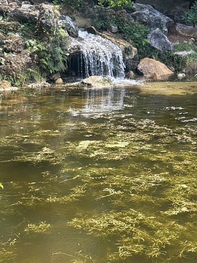 This image shows a small waterfall cascading over rocks into a murky pond. The pond's surface is covered with algae and aquatic plants. In the background, there are lush green plants and large rocks. The scene appears to be in a park or garden setting, possibly within Delray Beach, Florida, United States. There are no people or animals visible in the image.