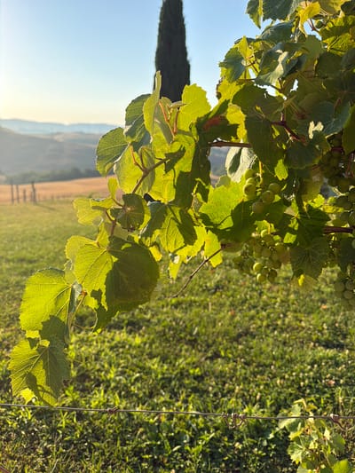 The image depicts a vineyard in Asciano, Italy, bathed in the warm glow of late afternoon sunlight. In the foreground, a vine laden with green grapes and large, veined leaves drapes across the frame, its edges illuminated by the sun. A thin wire fence runs horizontally across the lower portion of the image. Beyond the vineyard, rolling hills form a distant landscape under a clear blue sky. The overall scene evokes a sense of serene rural tranquility.