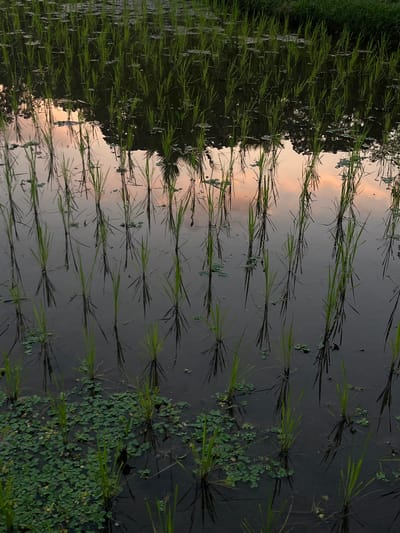 The image depicts a flooded rice paddy field in Tetebatu, Indonesia, at dusk. The water reflects the soft hues of the sky, a mix of orange, pink, and grey, creating a mirror-like effect. Rows of young rice plants, their green stalks standing tall and slender, emerge from the dark water. Some of the plants are clustered together, while others stand in more isolated formations. Small, green, clover-like aquatic plants float on the surface of the water in scattered patches, adding a touch of vibrant green to the scene. The reflections of the rice plants and the sky are clearly visible on the water's surface, creating a symmetrical and tranquil composition. The overall impression is one of a peaceful, rural landscape bathed in the warm, fading light of the setting sun.