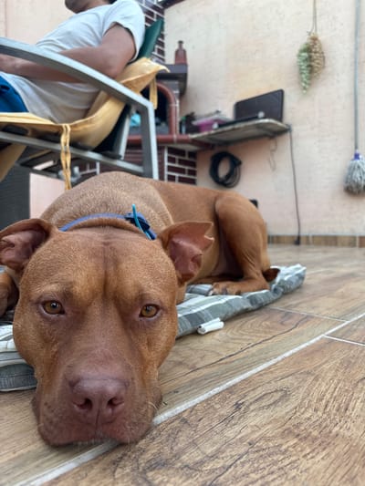 In Lom, Bulgaria, a brown pit bull breed dog rests on a cushioned mat on a wooden patio. The dog's head is positioned in the foreground, facing the camera, with its eyes open and attentive. Its ears are perked slightly. The dog wears a blue collar. In the background, a person sits in a yellow and green chair, partially visible. Behind the chair, a brick barbecue structure is visible. A shelf is mounted on the wall, holding a dark electronic device and some coiled black cables. Further to the right, a bunch of dried grapes hangs from the wall, and a mop with a white head is suspended by its handle from a hook. The patio is tiled with wood-patterned tiles. The overall environment suggests an outdoor living space.