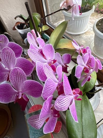 This close-up image showcases a vibrant display of multiple blooming orchid plants, likely situated indoors near a window in Rogozinovo, Bulgaria. The primary subjects are numerous Phalaenopsis orchids, characterized by their striking purple petals adorned with distinctive white stripes or veins. Many of the flowers also feature a deeper magenta or solid purple hue near their centers.
The orchids are arranged in a dense cluster, with several flowering stems visible. Their broad, thick, dark green leaves are prominent, though some exhibit slight yellowing or discolored speckles, suggesting typical plant life cycles. The plants are housed in a variety of pots: several white, fluted plastic or ceramic pots are visible in the background and mid-ground, along with a clear plastic pot often used for orchids. Dark brown support stakes are strategically placed to hold the weight of the orchid stems and flowers, with one stake extending horizontally through the frame on the left.
The setting appears to be a brightly lit indoor space, likely a home, with natural light suggesting it is daytime. A wooden window frame is partially visible on the left, hinting at the plants' proximity to a window. In the upper background, a light-colored, possibly textured wall or sill is present. The lower right portion of the image shows a hint of a red and green textured object, which could be a cleaning mat or another decorative item. The scene conveys a sense of domestic tranquility and natural beauty. No discernible text is visible in the image.