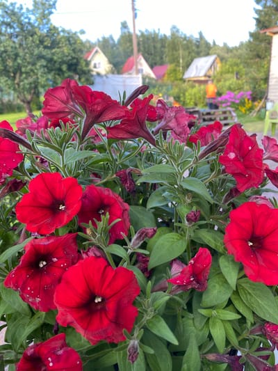 A vertical, close-up, eye-level outdoor shot features a dense arrangement of deep red petunia flowers and green foliage in the foreground. The petunias display a variety of open blooms and buds, with some petals showing small white speckles. The background is softly blurred, revealing a picturesque rural scene. In the mid-ground, several small, detached houses with red roofs are visible amongst lush green trees. Further back, a person wearing an orange shirt is standing near a wooden structure. The sky above is bright with some visible clouds. The image appears to be taken in Leipyasuo, Russia.