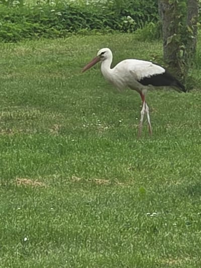 A white stork with black wing feathers and a red beak and legs stands on a grassy lawn in Širvintos, Lithuania. The stork is facing left, with its head slightly down. In the background, there is a tree trunk with ivy and dense green foliage. The ground is covered in grass with a few small white flowers. The image appears to be taken outdoors during the day.