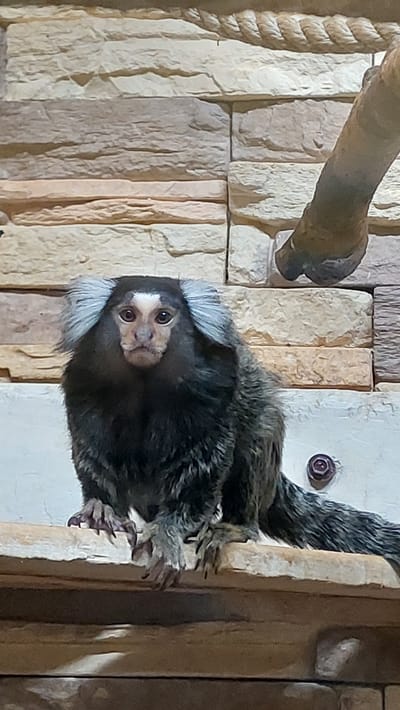 An overhead view shows a common marmoset, a small primate with white tufts of fur around its ears and a white patch on its forehead, sitting on a wooden beam. The marmoset is facing forward, its dark fur contrasted by its light facial markings. Behind the marmoset, a wall constructed of stone-like bricks in various shades of beige and brown serves as the backdrop. A thick rope is visible along the top of the wall, and a brown branch extends from the upper right corner of the image. The overall environment suggests an enclosure, possibly in a zoo or wildlife sanctuary. This image does not depict Yelizovo, Russia.