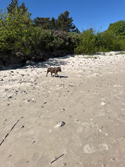 The image shows a sandy beach bordered by vegetation and rocks. A brindle dog stands on the sand. The sky is clear and blue. The location is likely Ragaciems, Latvia, judging by the coastal environment. The sand is light-colored and shows numerous footprints. The vegetation includes trees and bushes.