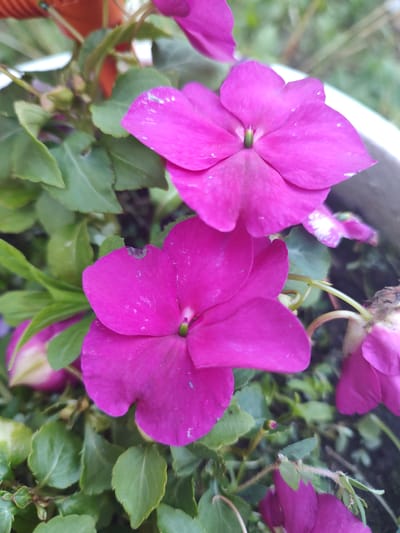 In Tervel, Bulgaria, a close-up, high-angle shot captures two vibrant magenta impatiens flowers in full bloom. The petals are delicate and slightly translucent, with a few tiny white specks visible on their surface. The flowers are surrounded by lush green foliage and appear to be planted in a container, partially visible along the right edge of the frame as a light-colored rim. The background is softly blurred, hinting at an outdoor setting with some out-of-focus greenery and a hint of a terra cotta pot in the upper left. The lighting is natural and soft, highlighting the rich color of the flowers and the textures of the leaves.