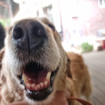 The image is a close-up, low-angle shot of a dog's open mouth and nose. The dog, likely a golden retriever based on its fur color and texture, has its mouth open wide, revealing its teeth and gums. The dog's black nose is prominent in the foreground, with whiskers visible. The background is blurred, suggesting an outdoor setting with some greenery and structures. The lighting is bright, with some areas overexposed, making it difficult to discern finer details of the environment. The composition is intimate, focusing entirely on the dog's facial features. There is no indication of the city of Mureungdowon-myeon, South Korea in the image.