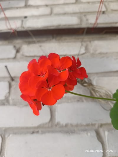 The image shows a close-up of a cluster of vibrant red geranium flowers. The flowers are in full bloom, with several individual blossoms clustered together. Their petals are a rich, saturated red and appear to be slightly delicate. A thin green stem supports the flower cluster, and a single green leaf is visible towards the right edge of the frame.
The background consists of a white brick wall, which is slightly textured and appears to be an exterior wall. There are some subtle shadows and variations in the lighting on the bricks, suggesting it might be daytime. Red strings are visible hanging from above, partially obscuring the top of the brick wall, indicating the flowers might be hanging or suspended. A thin, light-colored cord runs horizontally across the background behind the flowers.
In the bottom right corner of the image, there is a timestamp: "26.06.2026 12:25". This suggests the photograph was taken on June 26, 2026, at 12:25 PM.
The scene is a still life, focusing on the beauty of the flowers against a simple, textured backdrop. The bright red of the geraniums contrasts with the neutral white of the brick wall, making the flowers the clear focal point. The lighting suggests it is daytime, likely midday, with the light illuminating the flowers and casting soft shadows. There are no people visible in the image, and the overall mood is peaceful and natural. The location context of Novovolynsk, Ukraine, provides a geographical setting, but there are no specific visual cues in the image to confirm this location beyond the given context.
