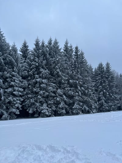 A winter landscape in Le Hohwald, France, is depicted under an overcast, light gray sky. A dense line of snow-covered coniferous trees, heavily frosted with white snow, spans the middle ground and background, receding slightly to the right. The foreground consists of a wide, open expanse of untouched white snow, exhibiting minimal textural variations and faint, shallow depressions in its surface. No individuals, animals, or artificial structures are visible within the scene.