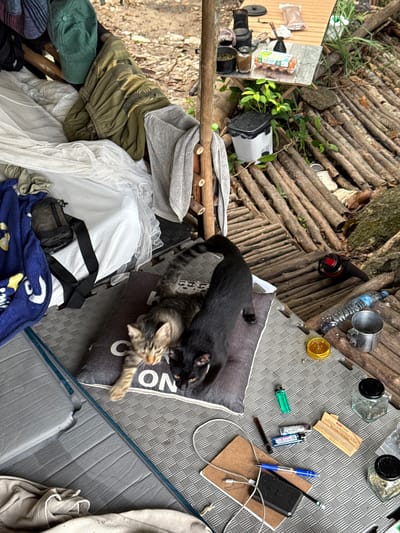 This outdoor scene in Moo 7, Thailand, shows a cluttered, ground-level perspective. A black cat and a tabby kitten are interacting on a dark gray pillow on a textured gray surface, near a collection of items including two lighters, a blue pen, a notebook with a charging cable, and glass jars. To the left, personal belongings are piled on a wooden platform, including clothing, a cap, a white fabric sheet, and a blue patterned blanket. The background shows a rough wooden structure and some greenery.