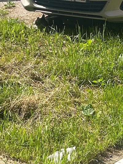 A grey cat is partially hidden under the front bumper of a silver car parked on a dirt and grass area. The cat is looking towards the right side of the frame. The grass is tall and green in some areas, and dry and brown in others. There is some dry brush and leaves on the ground. In the background, the car's undercarriage and front grill are visible. The scene appears to be in an outdoor urban setting, likely in Posyolok Imeni Morozova, Russia, given the context.
