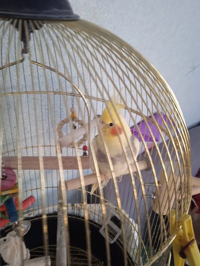 A cockatiel is perched inside a gold-colored birdcage. The bird is primarily yellow with a gray back and wings, and has bright orange cheek patches. Its crest is raised, suggesting alertness or curiosity. The bird is facing towards the left of the frame, looking slightly down.
The cage is made of thin gold bars that form an arched top. Several wooden perches are installed inside the cage for the bird to rest on. There are also various bird toys hanging from the cage wires, including a circular wooden toy with small bells and beads, and other colorful plastic and wooden pieces to the left. The background appears to be a wall with a textured, light blue pattern. A purple object is visible through the cage bars in the upper right background.
The lighting suggests it is daytime. The scene is an indoor setting, likely a room in a home in Saky, Ukraine, given the location context. No people are visible in the image. The overall impression is a calm moment with a pet bird in its enclosure. There is no visible text in the image.