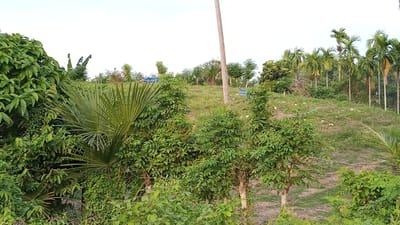 A bright, overcast sky forms the backdrop for a lush, green hillside dotted with scattered trees and vegetation in Uteunreutoh, Indonesia. In the foreground, dense foliage with broad, fan-shaped leaves dominates the left and center of the frame. To the right, several young trees with abundant green leaves grow, some with visible wooden trunks. A tall, thin, pale brown pole, possibly a utility pole or a marker, stands vertically in the middle ground. The hillside itself is covered in patchy grass and dry earth, with some rounded, light-colored objects, possibly fruit or gourds, scattered on its surface. In the background, a line of tall, slender palm trees stretches across the horizon, their fronds reaching towards the sky. There are no people or animals visible in the image. The overall impression is one of abundant natural growth and a rural landscape.