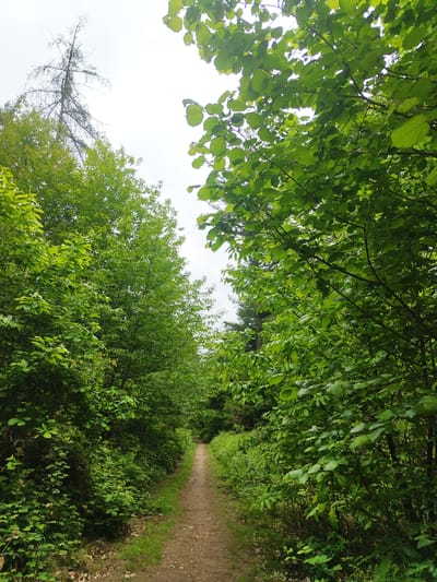 The image shows a dirt path winding through a heavily wooded area in Mettlach, Germany. The path is bordered on both sides by dense green foliage, including trees and shrubs. The branches of the trees form a canopy overhead, partially obscuring the sky. The sky is overcast. There are no people or animals visible in the scene. The overall impression is one of a natural, undisturbed environment.