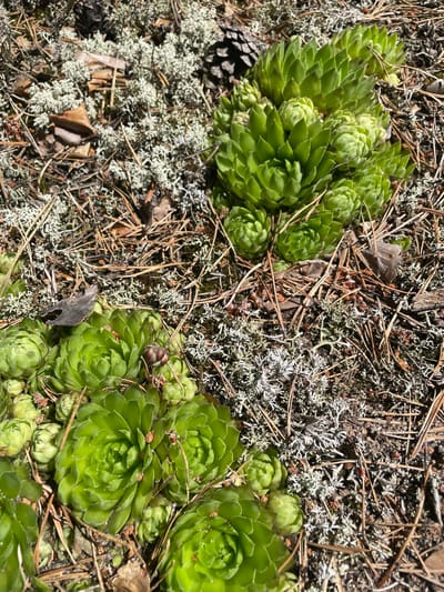 A close-up, overhead shot captures two clusters of vibrant green succulents growing on the forest floor. The succulents are the main subject, with their tightly packed, rosette-shaped leaves creating a textured appearance. They are surrounded by a natural environment consisting of dry pine needles, pine cones, grey lichen, and a few scattered brown leaves. The ground appears to be soil. The lighting suggests it is daytime, with sunlight casting shadows and highlighting the textures of the plants and forest floor. The scene appears to be a natural outdoor environment, likely a forest or wooded area. There are no people or man-made objects visible in the image. This image likely depicts a scene from the natural landscape of Turovo, Russia, characterized by coniferous forests and the presence of hardy ground cover plants and lichens.