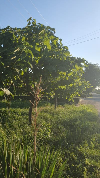 The image captures a tree with large, green leaves and a clear blue sky in the background. Several power lines are visible stretching across the sky. In the foreground, there is tall grass and a smaller, bare plant stalk. The scene appears to be an outdoor, possibly park-like setting, with a paved area and more trees visible in the distance. There are no people or animals present in the frame.