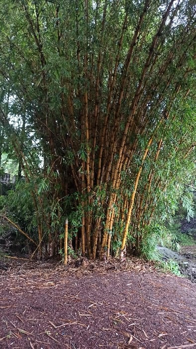 A dense stand of golden bamboo stalks dominates the frame, their green leaves forming a thick canopy. The horizontal pattern of the bamboo is juxtaposed with a narrow, dark brown path on the right side of the image. The path is made of decomposed material with thin, dry leaves scattered across its surface. A backdrop of further greenery is visible in the upper part of the image. The perspective is slightly skewed.