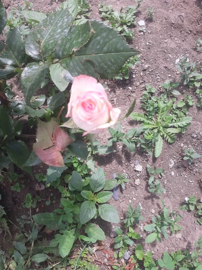 A single, partially opened pink rosebud with tightly furled petals is the focal point of this outdoor, ground-level image. The rose is situated in soil that is a mix of brown dirt and small pebbles, with several other small green plants and weeds scattered around it. The lighting suggests a sunny day, casting shadows from the rose and its leaves onto the ground. The rose leaves are large and a deep green, with some appearing slightly damaged or aged. In the background, more of the brown, rocky soil is visible, along with more green vegetation. The image appears to be taken in a garden or natural setting, possibly in the area of Border Gyumri-Akhuryan, Armenia, given the context. There are no people or animals visible in the frame, and no specific actions are depicted other than the static presence of the rose and surrounding plant life. The overall scene is one of natural growth in an uncultivated or partially cultivated environment.