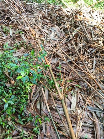 The scene depicts a ground-level view of a natural environment in Mengzi City, China. The primary ground cover consists of a dense accumulation of dried, fallen bamboo leaves and desiccated bamboo culms, presenting in shades of brown and tan. Interspersed among this organic debris are several live bamboo culms, varying in thickness and color from greenish-brown to a darker green, exhibiting distinct nodes. Patches of vibrant green undergrowth, comprising small leafy plants, are visible predominantly on the left side of the frame and scattered throughout. No individuals, animals, or man-made objects are present in the image. The area is illuminated by natural daylight, casting varied light and shadow across the vegetative matter.