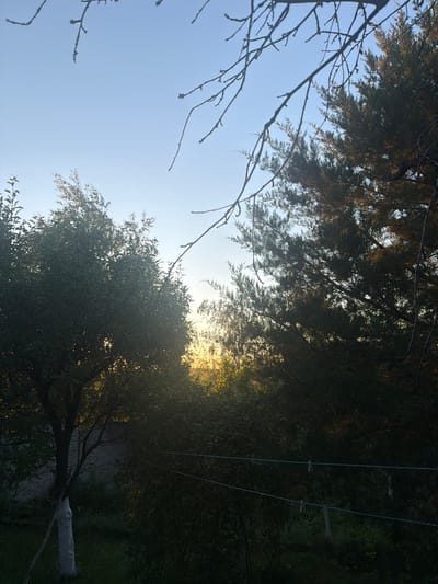The image depicts a garden scene at dusk in Balivka, Ukraine. The sky is a clear blue, transitioning to a soft yellow glow on the horizon where the sun is setting. Silhouetted against the sky are the branches of several trees. In the foreground, on the left, is a dark green tree with a white-painted trunk and a wooden support stake. To the right, a dense evergreen tree is visible, its branches catching the last rays of sunlight. Two horizontal clotheslines with clothespins are strung across the middle ground. The background consists of more trees and vegetation, with a glimpse of a stone wall behind the white-painted tree. The overall impression is one of a quiet, rural evening.