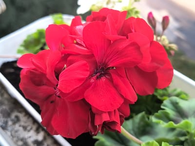 The image is a close-up shot of a bright red geranium flower in a white planter. The flower is in full bloom, with several layers of petals. There are also some smaller, unopened buds visible in the background, as well as green leaves. The planter appears to be made of plastic and contains dark soil. The background is out of focus, but suggests an outdoor setting, possibly a balcony or window box, with a hint of green foliage and a grey, textured surface. The scene is devoid of any people or animals. The location is specified as Rivne, Ukraine.