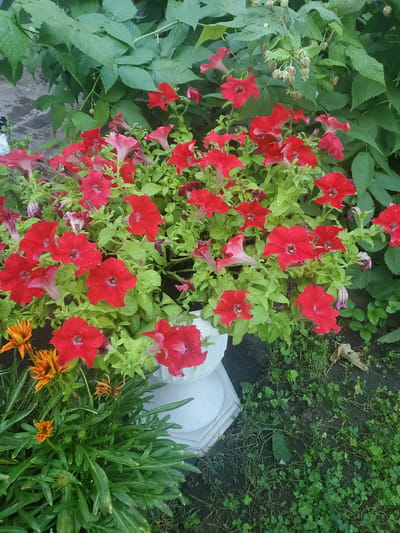 The image depicts an outdoor scene featuring a cluster of vibrant red petunias in full bloom. The flowers are arranged in a white planter, which is partially visible on the right side of the frame. Surrounding the planter is lush green foliage, including some larger, broader leaves that appear to be from a raspberry bush, with developing berries visible. In the lower left corner, a few bright orange gazania flowers add a contrasting splash of color. The ground around the flowers is covered in green grass and clover, with some patches of exposed soil. The scene appears to be a garden setting in the city of Chornomorske, Ukraine, possibly a residential area or a public green space. No people are present in the image.