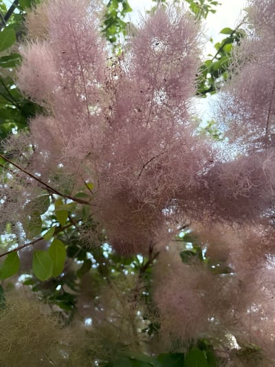 An upward-facing, medium shot captures a dense cluster of flowering branches of a smoke bush plant. The flowers are fluffy and wispy, with a delicate pinkish-purple hue, appearing like smoke. Green leaves, some in focus and some out of focus, are interspersed throughout the branches, providing a contrast to the soft floral display. The background consists of a bright, overcast sky and more out-of-focus green foliage. The image does not show any people, animals, or man-made structures, and therefore cannot be placed in any specific location within Chelmsford, United Kingdom. The lighting suggests it was taken during the daytime.