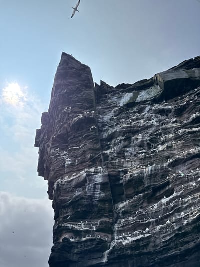 The image shows a close-up view of a steep, dark, rocky cliff face densely populated with white birds, likely gannets, nesting and perched on ledges. The rock formations are layered and rugged, with streaks of white guano marking the areas where the birds are most concentrated. The sun is visible in the upper left corner, partially obscured by clouds, casting a bright light on the scene. A single bird is captured in flight against the pale blue sky at the top of the frame. The angle of the shot is from below, looking up at the towering cliff and the birds. The location is identified as the Shetland Islands, United Kingdom, a place known for its dramatic coastal landscapes and abundant seabird colonies.