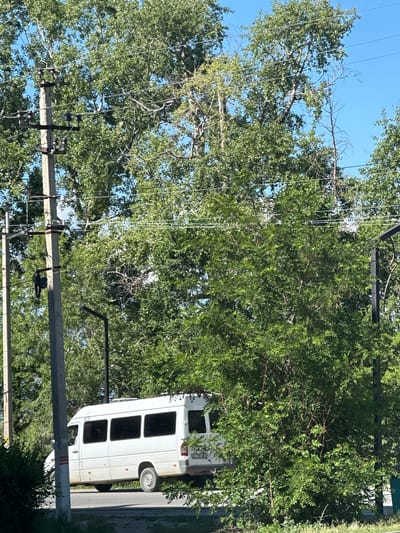 The image shows a white minibus with tinted windows parked on a street in Karakol City, Kyrgyzstan. The minibus is facing left, with its right side visible. The number "101" is displayed on the front of the vehicle. Behind the minibus, there are numerous tall trees with green leaves, and some utility poles with wires are visible in the foreground and background. The sky is clear and blue. The environment appears to be a somewhat rural or suburban area within the city.