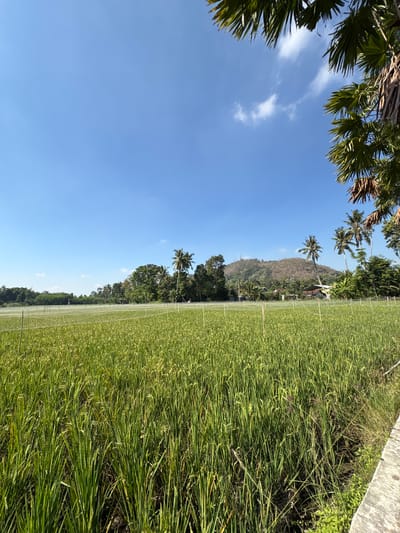 This is a photograph taken in the city of Kebonsari, Indonesia, depicting a vast expanse of a rice paddy field under a clear blue sky. The rice stalks, mostly green with hints of yellow, are tall and densely packed, stretching as far as the eye can see. Thin white netting is suspended above the field by wooden stakes, suggesting it's used for crop protection. In the background, a line of lush green trees and palm trees forms a natural boundary. Beyond the trees, a large, dry, brown-hued hill with a visible communication tower at its peak dominates the horizon. Several small buildings with red and white roofs are scattered amongst the trees near the base of the hill. The foreground features a concrete pathway running along the right edge of the frame, bordered by more greenery and a section of the rice field. The overall scene is one of rural tranquility under a bright, sunny sky.