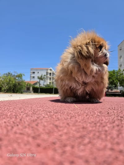 This image depicts a small, light-brown, fluffy dog, possibly a Pekingese, positioned on a reddish-pink textured surface. The dog is the primary subject, centered in the mid-right of the frame, facing and looking towards the upper right. Its fur is disheveled, particularly around its head. A thin, dark line, consistent with a leash, is faintly visible extending from the dog's neck towards the right edge of the frame. The foreground consists of a heavily textured, reddish-pink ground, likely a rubberized track or sports surface, captured from a very low angle. The background, largely out of focus, reveals a residential or park-like setting under a clear, bright blue sky. Visible background elements include green trees and bushes on the left, and a multi-story, light-colored building with a terracotta roof in the center-left. Utility lines are faintly visible horizontally against the sky. This scene is situated in Larnaca, Cyprus. There are no people visible. The bottom-left corner of the image displays a white text overlay: "Galaxy S26 Ultra."