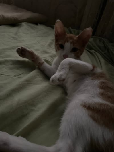 The image shows an orange and white cat lying on a light green blanket. The cat is mostly facing the camera, with its head turned to the side. Its eyes are open and it appears to be looking at the viewer. The cat's body is partially obscured by its own leg, which is bent at the knee. The blanket is wrinkled and has a soft texture. The lighting in the image is dim, suggesting that it may have been taken at night or in a dimly lit room. There are no people or other objects visible in the image, only the cat and the blanket. The scene appears to be domestic and relaxed, with the cat in a comfortable position. The image is of good quality, with clear focus on the cat. The location context of Aktau, Kazakhstan is not reflected in the visual content of the image. There is no visible text in the image.