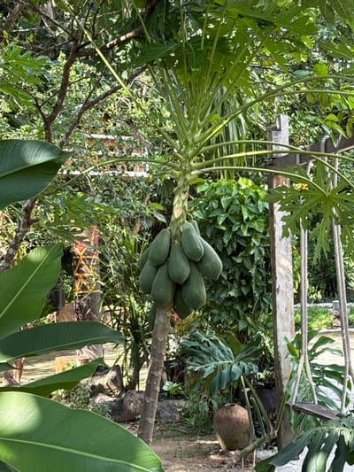 The image depicts an outdoor scene in a lush, tropical environment, potentially in Nam Khanh Vinh, Vietnam. In the foreground, a papaya tree bears a cluster of green papayas. Large, dark green leaves, possibly from a banana plant, dominate the left side of the frame. Behind the papaya tree, dense foliage creates a backdrop of various shades of green. To the right, a wooden swing hangs from ropes attached to a concrete post, suggesting a recreational area. The ground is covered with dirt and scattered rocks. The overall impression is one of natural abundance and a relaxed, outdoor setting.