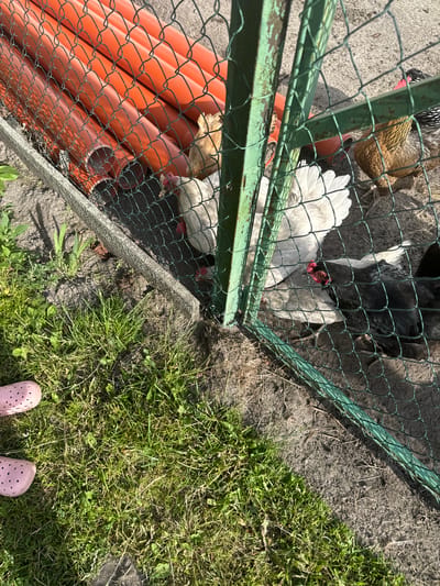 The media file shows an overhead view of chickens in an outdoor enclosure. Several chickens are visible, including white, black, and brown varieties. Some of the chickens are pecking at the ground, while others are gathered together. The enclosure has a green metal fence and a wire mesh. Inside the enclosure, there are several large orange pipes. The ground appears to be a mix of dirt, grass, and straw. To the right of the enclosure, there is a patch of green grass, and in the bottom right corner, a pair of pink clogs are visible, suggesting a person is standing nearby. The lighting suggests it is daytime, with sunlight casting shadows, indicating a sunny day. The presence of grass and the general appearance of the enclosure suggest a rural or backyard setting, consistent with the provided location context of Chemerne, Ukraine. No text is visible in the media file.