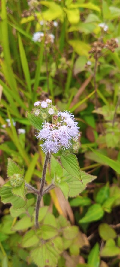 A close-up shows a light purple, tufted flower in focus amidst lush green foliage. The flower has multiple small, fluffy blooms clustered together, supported by a slender, hairy stem. Below the flower, several jagged-edged green leaves spread outwards, while taller grass blades and blurry background foliage create a natural setting. The image captures the delicate beauty of a wildflower.