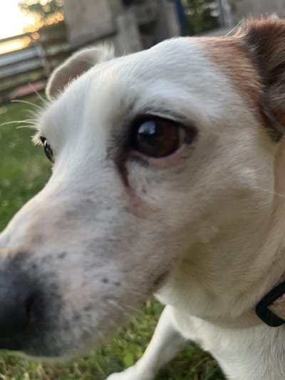 This is a close-up, low-angle, outdoor shot of a white dog's face. The dog's fur is predominantly white with some brown patches visible on its ear and near its snout. The dog has a dark brown eye that is looking directly at the camera, and a black nose. A small insect is perched on the dog's head, just above its eye. The background is blurred, but appears to be a grassy area with some greenery and trees, suggesting a park or garden setting. There are also some out-of-focus lights in the background, indicating it might be dusk or dawn. The overall mood of the image is candid and natural, capturing a moment in the dog's day. The photograph was taken in Vladaya, Bulgaria.