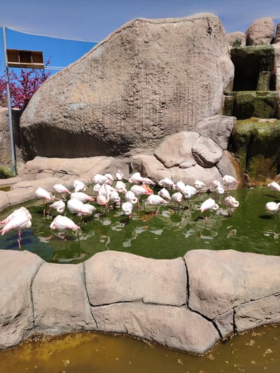 This full-shot image captures an outdoor animal enclosure, likely a zoo or wildlife park, in Tepebaşı, Turkey, on a bright, sunny day. The scene is dominated by numerous pinkish-white flamingos resting and wading in a murky green pool of water. Many flamingos have their heads tucked into their backs, standing on one leg, or appear to be gently foraging. Identification bands, some yellow or green, are visible on several birds' legs.
The enclosure features large, textured, artificial-looking rock formations that frame the pool. On the right, these rocks form a multi-tiered waterfall structure with mossy green patches, suggesting water flow. The immediate foreground shows a separate section of brownish, turbid water.
Above the enclosure, a white mesh netting stretches across a clear blue sky, indicating a secure habitat. In the upper left background, a vibrant reddish-pink flowering tree or bush adds a touch of natural color. A silver metal pole and a wooden structure with compartments are also visible on the left. The strong sunlight casts clear shadows, highlighting the textures of the rocks and the serene atmosphere of the flamingo habitat. No text is visible in the image.