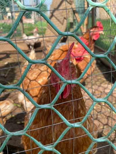 A close-up, slightly blurry shot captures several chickens within a fenced enclosure. The foreground is dominated by a teal-colored plastic-coated wire mesh fence, with one chicken's head and upper body prominently visible through its diamond-shaped openings. This chicken, a reddish-brown hen, has a bright red comb and wattles, with visible yellow eyes and a pink beak. Behind it, another reddish-brown chicken is partially visible, also with a red comb. In the background, out of focus, are hints of other chickens, including one that appears lighter in color, and a wooden structure possibly part of the coop. The ground within the enclosure appears to be dirt and straw. The overall scene suggests a rural or backyard setting for keeping chickens. The image provides no specific details to indicate a location within the city of Kumyon, Russia.